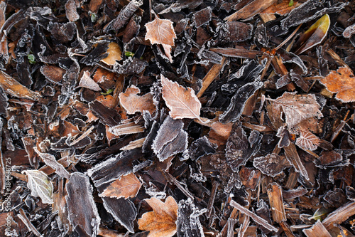 Frosted wood bark in forest floor. Forest soil texture background. 