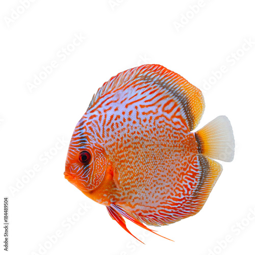 Spotted orange with blue discus fish isolated on white background
