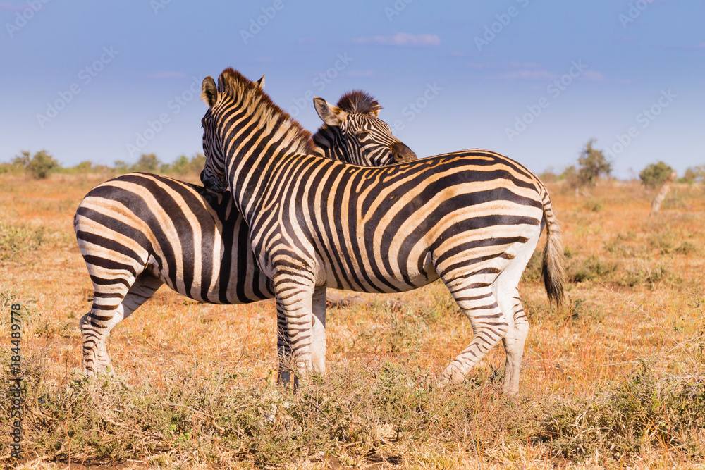Fototapeta premium Couple of zebras from Kruger National Park, equus quagga