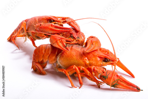 Crayfish on a white background.