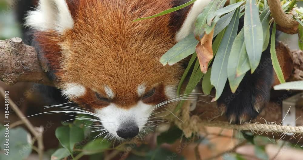 Sleepy Red Panda Sleepy Red Panda