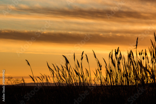Marsh Reeds against an Orange Sky