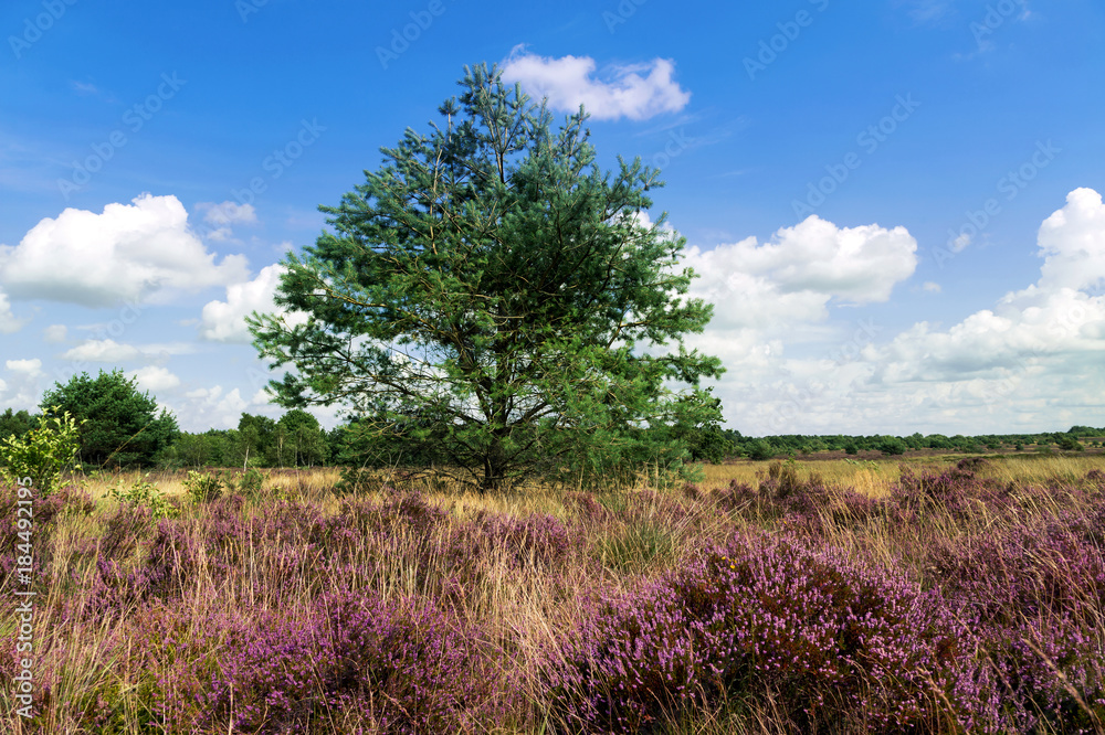 Heideblüte im Naturpark Lüneburger Heide in Norddeutschland Heideblüte im Naturpark Lüneburger Heide in Norddeutschland
