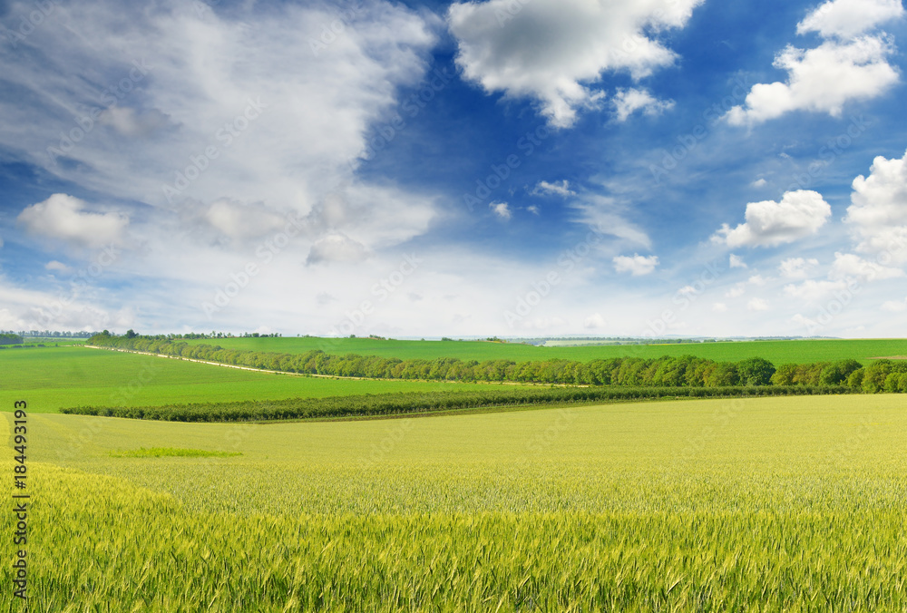 Fototapeta premium Wheat field on sunny day.