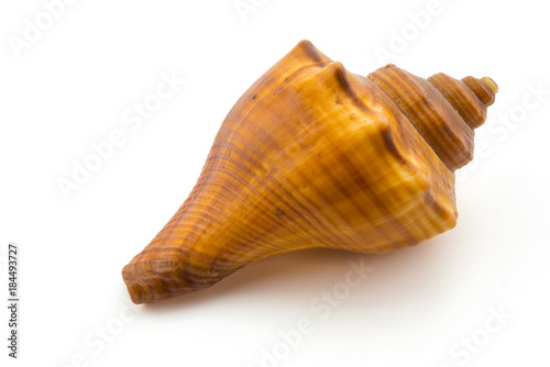 conch on white background, clipping part