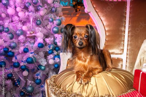 The dog sits near the New Y...