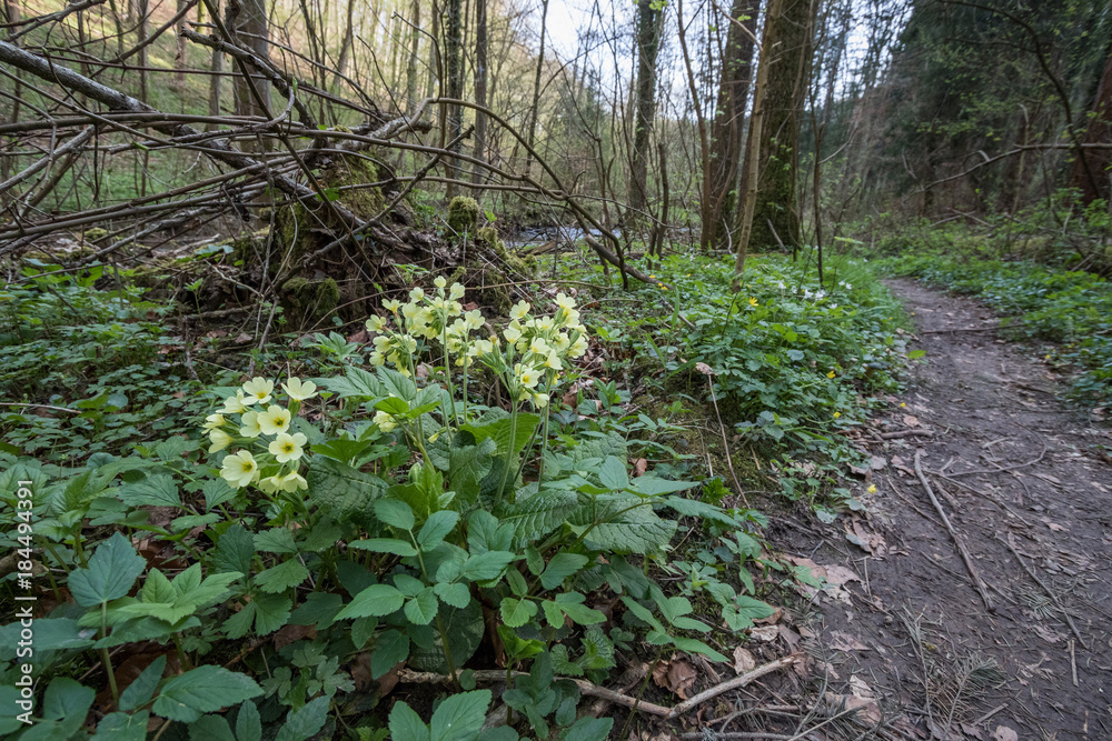 early spring in the forest early spring in the forest