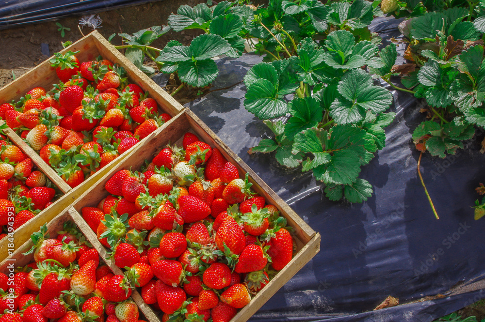 Top view of tasty ecuadorian strawberries freshly collected on a wooden box over a black plastic protection field and some strawberries leafs Top view of tasty ecuadorian strawberries freshly collected on a wooden box over a black plastic protection field and some strawberries leafs