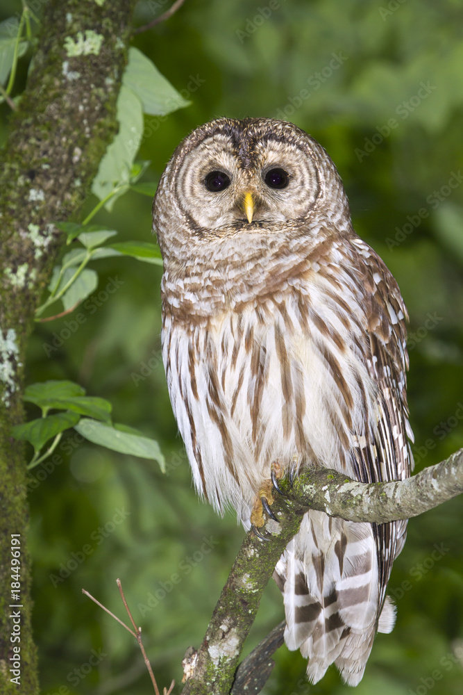 Barred owl (Strix varia) portrait (Georgia, USA). Barred owl (Strix varia) portrait (Georgia, USA).