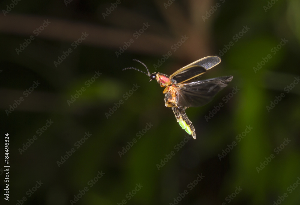 Naklejka premium Eastern firefly (Photinus pyralis) flying at late evening (Georgia, USA).