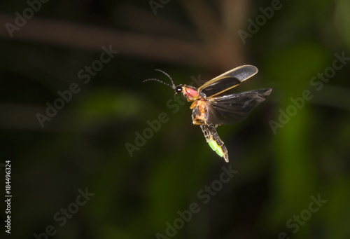 Eastern firefly (Photinus pyralis) flying at late evening (Georgia, USA). photo