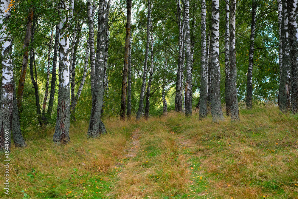 Road in forest Road in forest