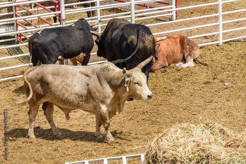 Rodeo bulls in a pen waiting to perform in a rodeo. Wyoming, USA