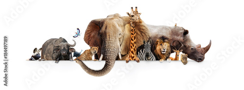 Safari Animals Hanging Over White Banner © adogslifephoto