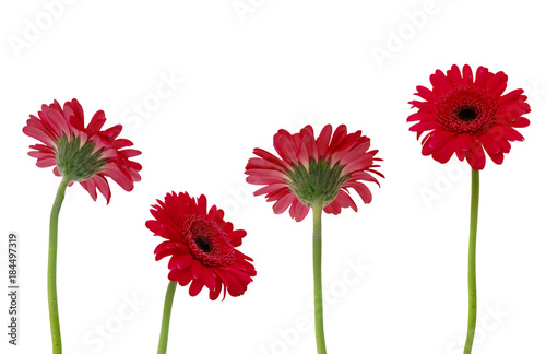 Four pink Gerber flowers isolated on white