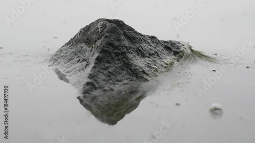 Film formed on  surface of water due to algae bloom
 photo