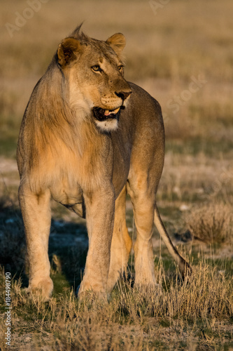 Fototapeta Naklejka Na Ścianę i Meble -  Lion at sunrise
