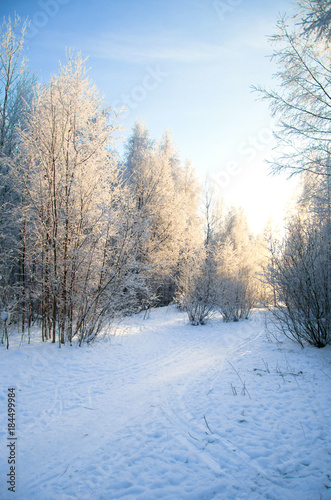 snow-covered winter forest lit by the sun
