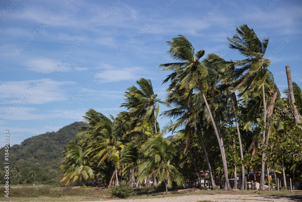 Obraz premium Palm trees in the wind
