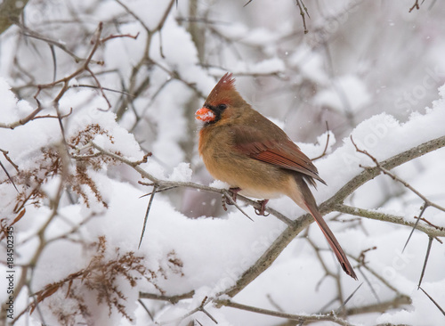Cardinal Bird on Branch in Winter