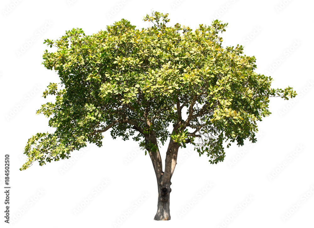 Set of Isolated trees on white background, The collection of trees. Set of Isolated trees on white background, The collection of trees.