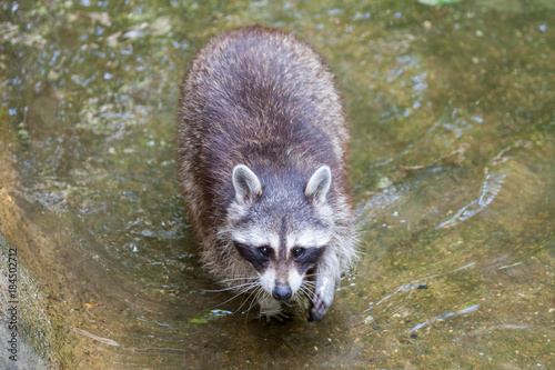 portrait of a racoon in a nature scene