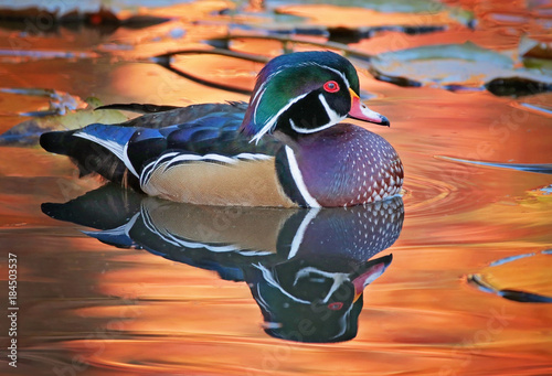beautiful and colorful wood duck in a natural setting environment