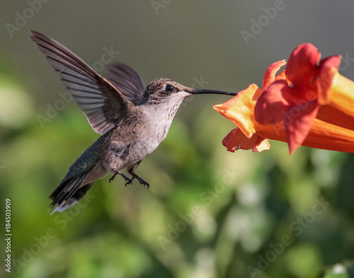 Beautiful hummingbird photo in a natural environment