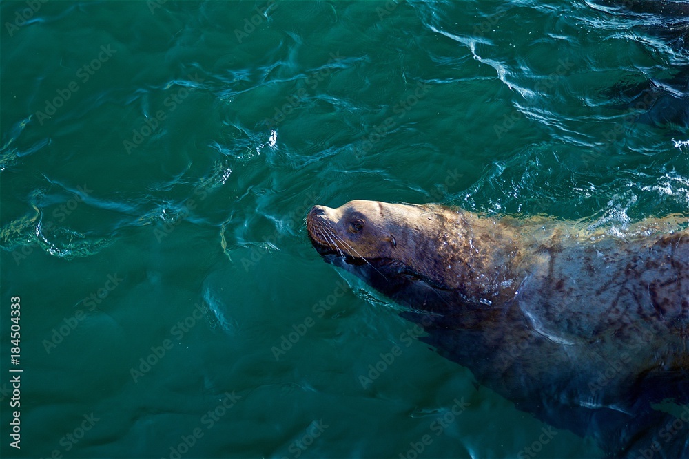 Obraz premium sea lion in the pacific ocean on the Kamchatka Peninsula