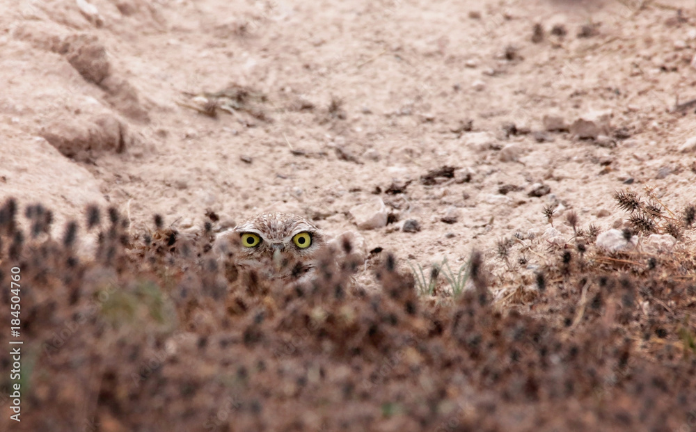 Beautiful photo of an owl Beautiful photo of an owl