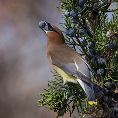 a cedar waxwing in a tree eating a juniper berry