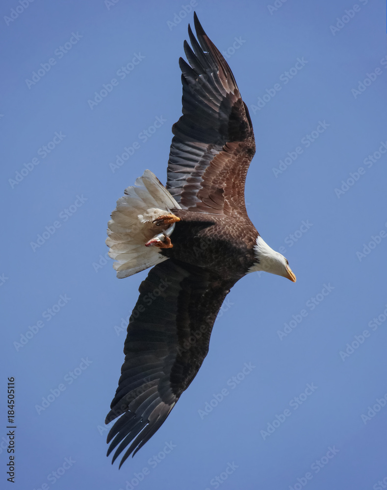 Obraz premium an eagle searching for food