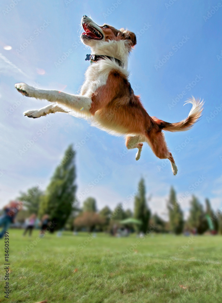 an australian shepherd collie jumping high in the air in a wide angle shot  playing and fetching a frisbee disc foto de Stock | Adobe Stock