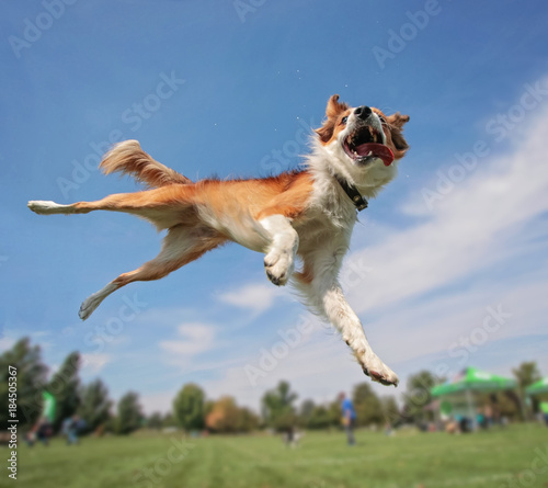 an australian shepherd collie jumping high in the air in a wide angle shot playing and fetching a frisbee disc