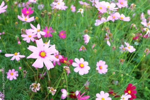 Pink cosmos flower blooming in the garden  selective focus