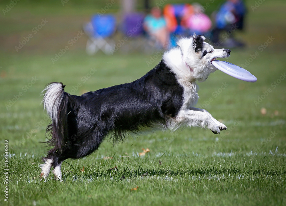 A dog having fun at a public park on a hot summer day A dog having fun at a public park on a hot summer day