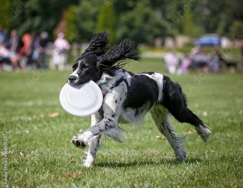 A dog having fun at a public park on a hot summer day