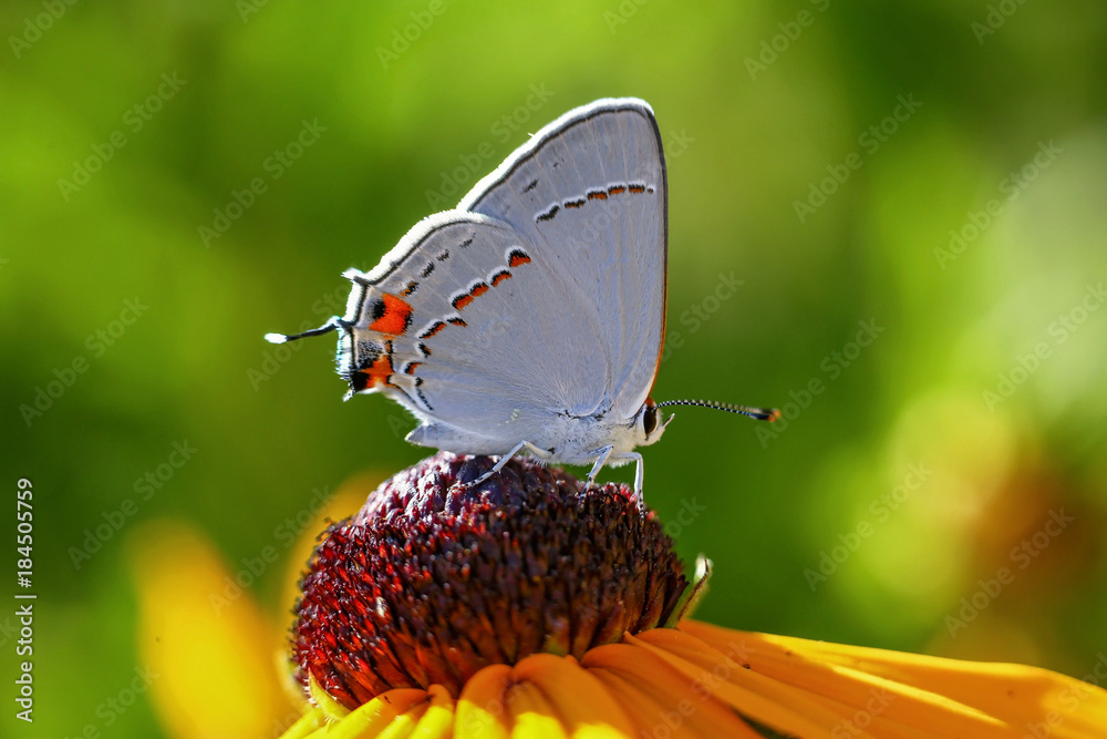 Obraz premium a pretty gray hairstreak butterfly sipping nectar from a flower