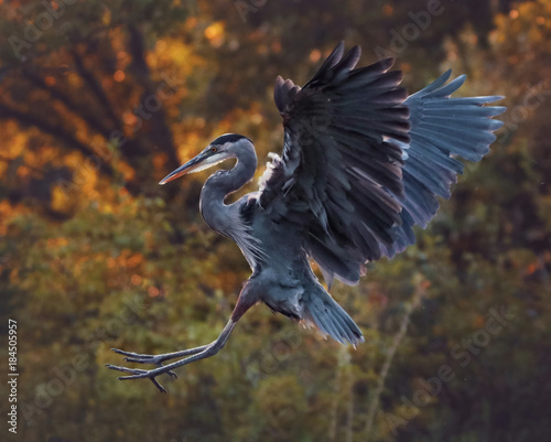 Foto Beautiful photo of a great blue heron