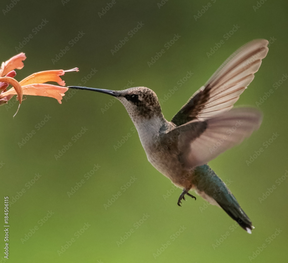 Fototapeta premium Beautiful hummingbird photo in a natural environment