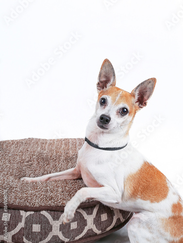 Photography a cute rat terrier in the studio on a pet bed isolated on white
