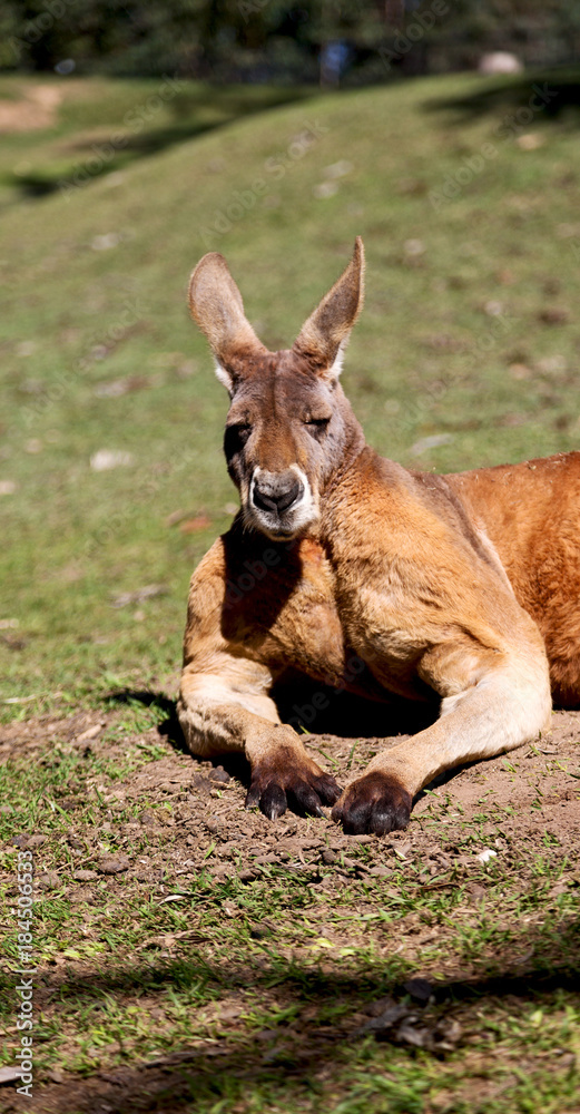 natuarl park close up of the kangaroo near bush natuarl park close up of the kangaroo near bush