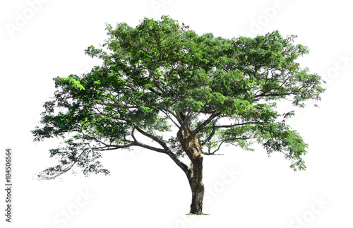 Trees isolated on white background, tropical trees isolated used for design,  with clipping path