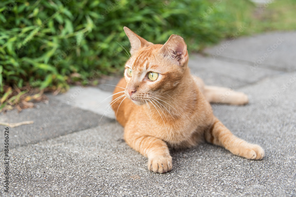 Light brown cat lays on the road Light brown cat lays on the road