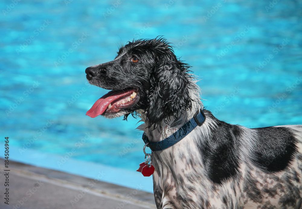 a cute dog swimming in a public pool and having a good time during the summer vacation holiday