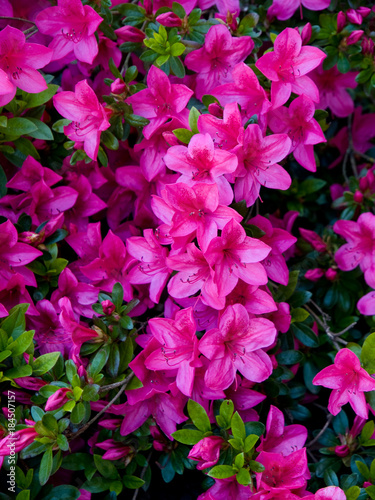 Pink Azalea Blossoms