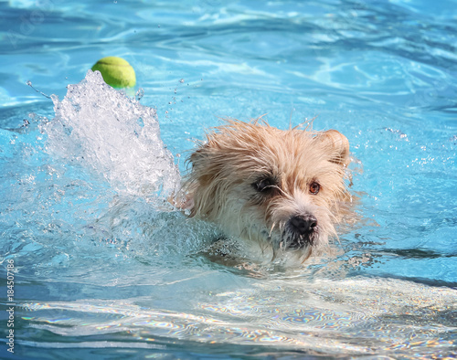 a cute dog swimming in a public pool and having a good time during the summer vacation holiday