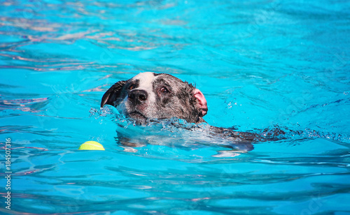 a cute dog swimming in a public pool and having a good time during the summer vacation holiday