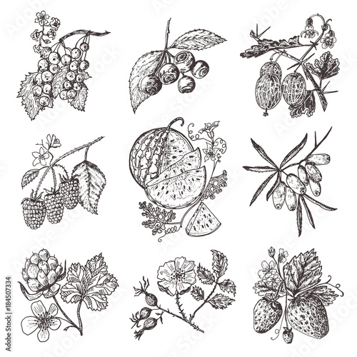 Set berries. raspberry, blueberry, sea buckthorn, red currants, strawberry, gooseberry, watermelon, cloudberry, dog rose, blueberry, raspberry. engraved hand drawn in old sketch, vintage style.