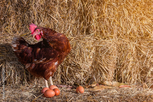 The lifestyle of the farm in the countryside, hens are hatching eggs on a pile of straw in rural farms, fresh eggs from the farm in the countryside.